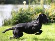 The young, <a href="/ajaxhund.php?hund=Ravensbank%20Holly" data-toggle="modal" data-target="#myModal" data-remote="false" >Ravensbank Holly (Holly)</a> is 1 year and 2 months old on this picture. <span id="copyright">&copy;Knud Erik Thinggaard</span>