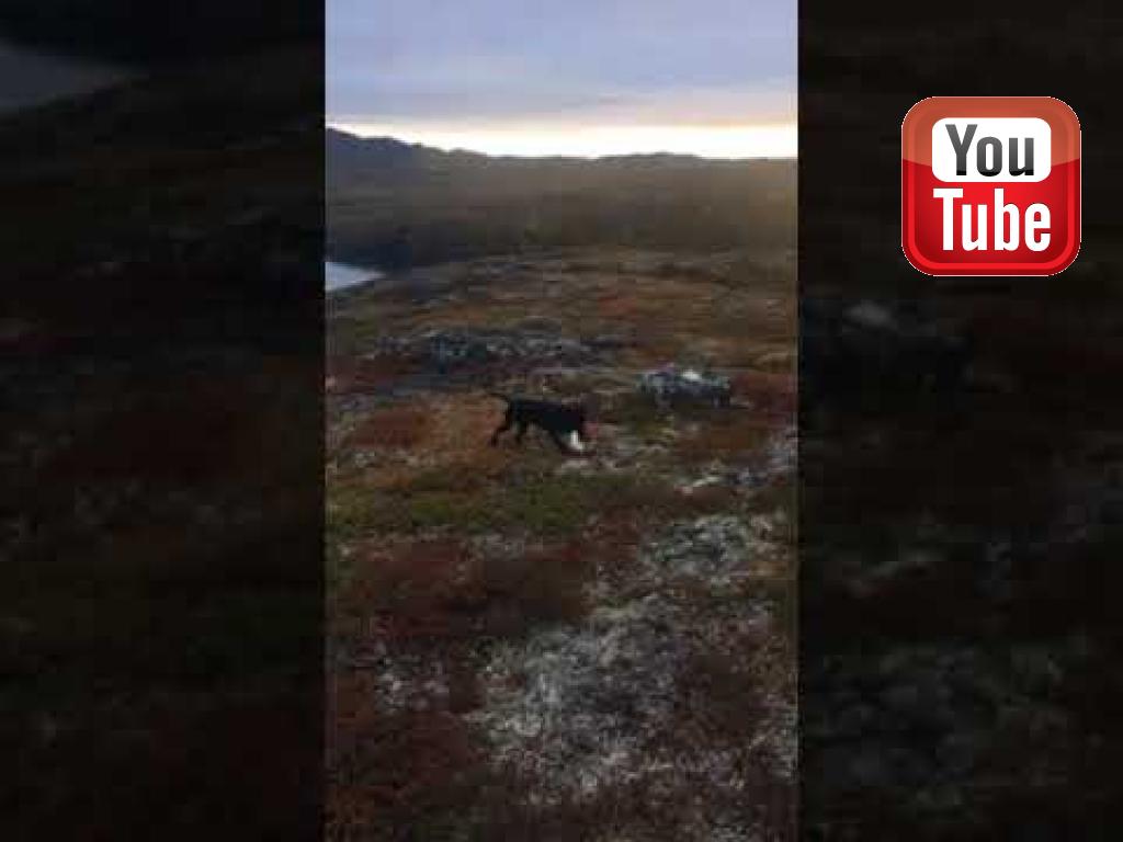  () has a feast with the hare skin.&nbsp;&copy;Runa Mathiesen