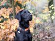 <a href="/ajaxhund.php?hund=Ravensbank%20Breezy" data-toggle="modal" data-target="#myModal" data-remote="false" >Ravensbank Breezy (Aja)</a>, 7 måneder gammel. <span id="copyright">&copy;<a href="https://www.facebook.com/photojulieskovmose/" title="Klik her for at blive viderestillet til https://www.facebook.com/photojulieskovmose/" target="_blank">Julie Skovmose Photography</a></span>