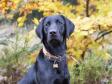 <a href="/ajaxhund.php?hund=Ravensbank%20Breezy" data-toggle="modal" data-target="#myModal" data-remote="false" >Ravensbank Breezy (Aja)</a>, 7 months old. <span id="copyright">&copy;<a href="https://www.facebook.com/photojulieskovmose/" title="Click here to be relayed to https://www.facebook.com/photojulieskovmose/" target="_blank">Julie Skovmose Photography</a></span>
