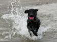 A bold and happy <a href="/ajaxhund.php?hund=Ravensbank%20Economist" data-toggle="modal" data-target="#myModal" data-remote="false" >Ravensbank Economist (Mynte)</a> 4½ months old. <span id="copyright">&copy;Pia Bielefeldt</span>
