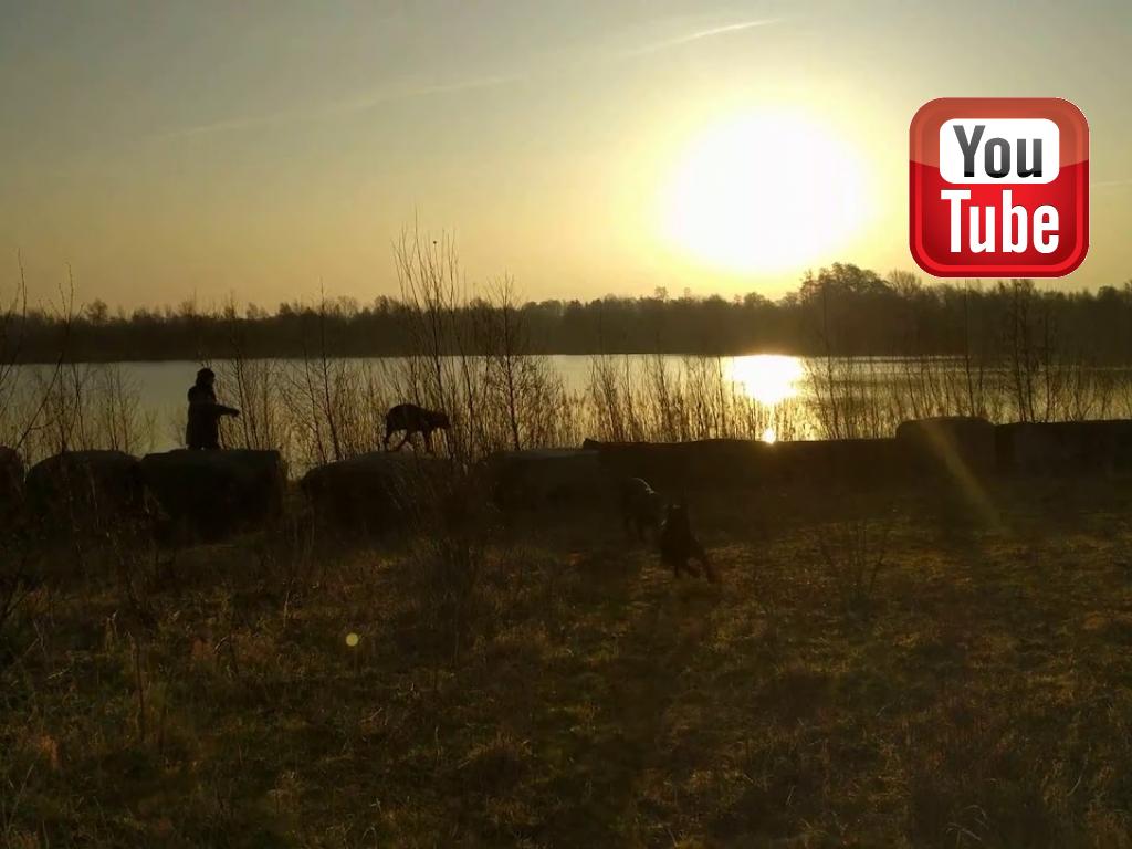 Ravensbank Flo (Flo) running her track every morning.&nbsp;&copy;Ravensbank Labrador Retrievers