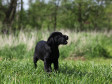 <a href="/ajaxhund.php?hund=Ravensbank%20Biscuit" data-toggle="modal" data-target="#myModal" data-remote="false" >Ravensbank Biscuit (Bibi)</a> 10 weeks old <span id="copyright">&copy;Knud Erik Thinggaard</span>