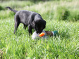 <a href="/ajaxhund.php?hund=Ravensbank%20Biscuit" data-toggle="modal" data-target="#myModal" data-remote="false" >Ravensbank Biscuit (Bibi)</a> 10 uger gammel <span id="copyright">&copy;Knud Erik Thinggaard</span>