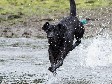 <a href="/ajaxhund.php?hund=Ravensbank%20Donna" data-toggle="modal" data-target="#myModal" data-remote="false" >Ravensbank Donna (Bibs)</a>, 11 måneder gammel <span id="copyright">&copy;<a href="http://www.sanneshundecenter.dk/" title="Klik her for at blive viderestillet til http://www.sanneshundecenter.dk/" target="_blank">Sanne Amnitsbøll, Sannes Hundecenter</a></span>