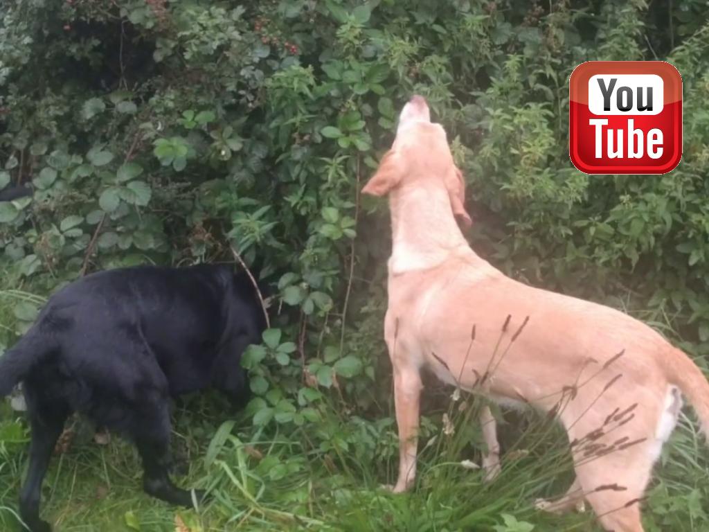 We are talking about the great occupation in the fall season. Good old Ravensbank Wagtail (Waggie) isn't seeing all that well, but apart from that the party is never ending.&nbsp;&copy;Ravensbank Labrador Retrievers