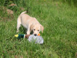 <a href="/ajaxhund.php?hund=Ravensbank%20Gypsy" data-toggle="modal" data-target="#myModal" data-remote="false" >Ravensbank Gypsy (Gypsy)</a> 10 weeks old <span id="copyright">&copy;Knud Erik Thinggaard</span>