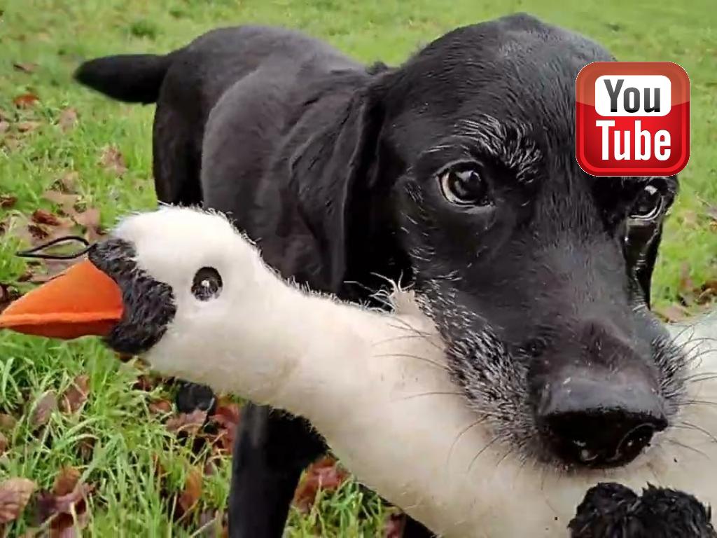 This video was made on the day where we parted with our beloved Ravensbank Bob (Bob). He is hit by cancer, but still wags through a final retrieve.&nbsp;&copy;Ravensbank Labrador Retrievers