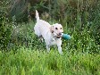 <a href="/ajaxhund.php?hund=Ravensbank%20FT" data-toggle="modal" data-target="#myModal" data-remote="false" >DKRLCH Ravensbank FT (Pink)</a>, juli 2013, 2 år og 2 måneder gammel <span id="copyright">&copy;<a href="http://www.labheartbreaker.dk/" title="Klik her for at blive viderestillet til http://www.labheartbreaker.dk/" target="_blank">Susanne Hemmingsen</a></span>