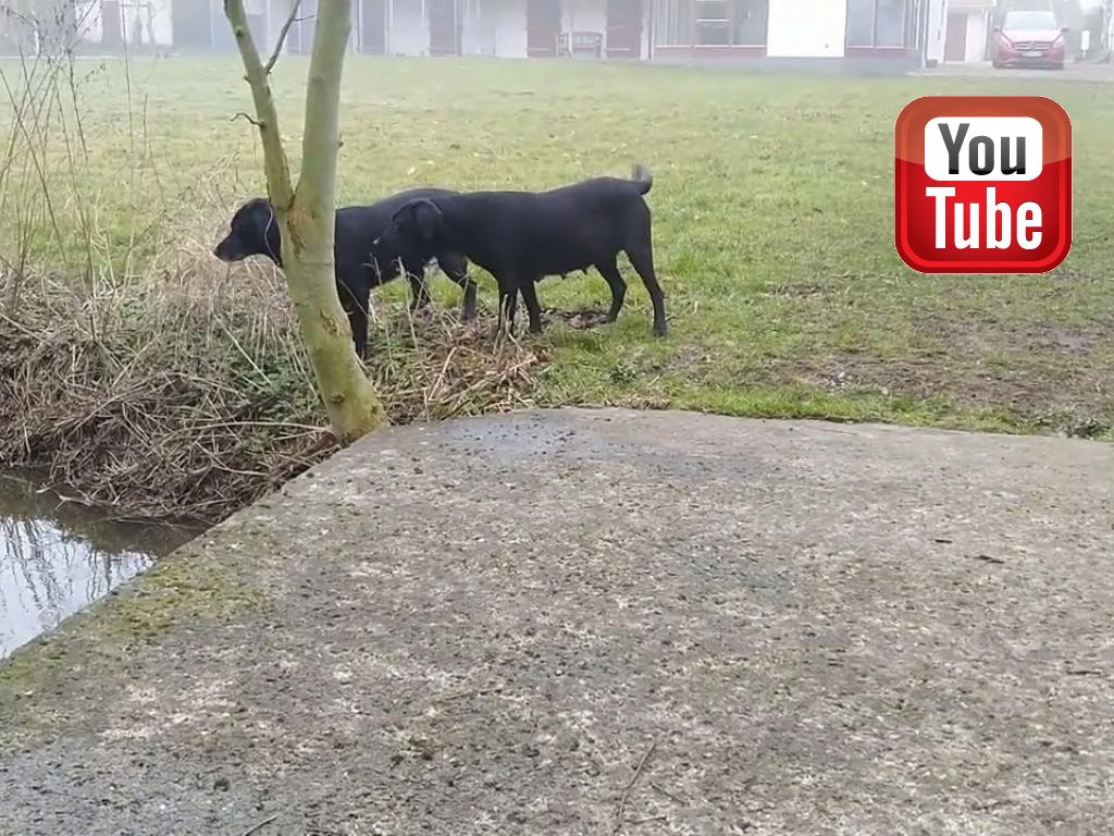 Squareclose Wendy (Nessie) har ca. 2 uger tilbage af sin drægtighed. Her er hun sammen med Ravensbank Bob (Bob) der er far til hvalpene.&nbsp;&copy;Ravensbank Labrador Retrievers