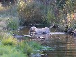 <a href="/ajaxhund.php?hund=Ravensbank%20Tip" data-toggle="modal" data-target="#myModal" data-remote="false" >FI KVA, SE KVA Ravensbank Tip (Tipi)</a>, 5 years and 4 months old. <span id="copyright">&copy;<a href="http://www.rivakka.net/middlerivers/News.html" title="Click here to be relayed to http://www.rivakka.net/middlerivers/News.html" target="_blank">Maarit Saarinen</a></span>