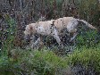 <a href="/ajaxhund.php?hund=Ravensbank%20Tip" data-toggle="modal" data-target="#myModal" data-remote="false" >FI KVA, SE KVA Ravensbank Tip (Tipi)</a>, 5 years and 4 months old. <span id="copyright">&copy;<a href="http://www.rivakka.net/middlerivers/News.html" title="Click here to be relayed to http://www.rivakka.net/middlerivers/News.html" target="_blank">Maarit Saarinen</a></span>