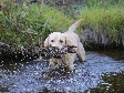 <a href="/ajaxhund.php?hund=Ravensbank%20Tip" data-toggle="modal" data-target="#myModal" data-remote="false" >FI KVA, SE KVA Ravensbank Tip (Tipi)</a>, 5 år og 4 måneder old. <span id="copyright">&copy;<a href="http://www.rivakka.net/middlerivers/News.html" title="Klik her for at blive viderestillet til http://www.rivakka.net/middlerivers/News.html" target="_blank">Maarit Saarinen</a></span>