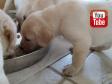 Now the puppies eat together from one big bowl. They are now just short of four weeks old. The menu is minced salmon-based puppy dryfood mixed with cod roe, water and acidophilus sour milk.&nbsp;&copy;Ravensbank Labrador Retrievers