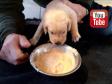 Holly's litter from 2020 are fed with solid food for the first time.&nbsp;&copy;Ravensbank Labrador Retrievers