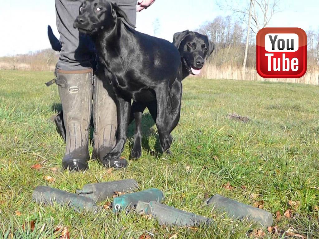 A bit of Easter-fun. Little Ravensbank Biscuit (Bibi) pulls the leg of big brother Ravensbank Bob (Bob) while he is training the micro handling.&nbsp;&copy;Ravensbank Labrador Retrievers