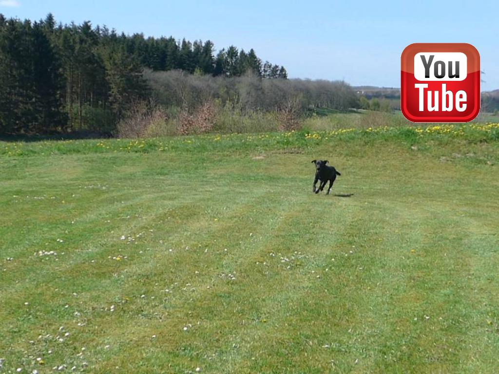 A very short video with DKFTCH DKTM DKBRCH DKJCH Studebaker Bonneville (Mike)&nbsp;&copy;Ravensbank Labrador Retrievers