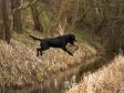 <a href="/ajaxhund.php?hund=Grovery%20Gunner" data-toggle="modal" data-target="#myModal" data-remote="false" >DKFTCH MPM21 Grovery Gunner (Gunner)</a> where he is 6 years and 5 months old. <span id="copyright">&copy;<a href="https://https://tinebjoernoe.dk" title="Click here to be relayed to https://https://tinebjoernoe.dk" target="_blank">Tine Bjørnø Fotografering</a></span>