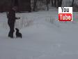Ravensbank Jock (Jock) is retrieving my hat in the snow. He is 13 weeks old.&nbsp;&copy;Ravensbank Labrador Retrievers