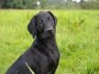 <a href="/ajaxhund.php?hund=Ravensbank%20Dimple" data-toggle="modal" data-target="#myModal" data-remote="false" >Ravensbank Dimple (Asta)</a> hvor hun er 12 uger gammel <span id="copyright">&copy;Annette Jørgensen</span>