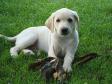 <a href="/ajaxhund.php?hund=Ravensbank%20Sun" data-toggle="modal" data-target="#myModal" data-remote="false" >Ravensbank Sun (Sun)</a> has retrieved his first chestnut leaf at the age of 8 weeks. <span id="copyright">&copy;Ann Schmidt</span>