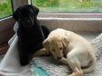 <a href="/ajaxhund.php?hund=Ravensbank%20Bob" data-toggle="modal" data-target="#myModal" data-remote="false" >Ravensbank Bob (Bob)</a> til venstre og <a href="/ajaxhund.php?hund=Ravensbank%20Hazel" data-toggle="modal" data-target="#myModal" data-remote="false" >Ravensbank Hazel (Hazel)</a> til højre. De er begge 8 uger på billedet. <span id="copyright">&copy;Ravensbank Labrador Retrievers</span>
