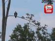 Our training grounds are visited by an Osprey in September 2014. The fish is caught in the lake.&nbsp;&copy;Ravensbank Labrador Retrievers