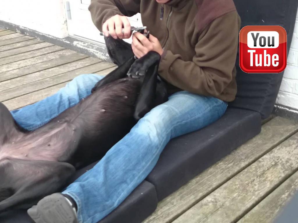 Ravensbank Donna (Bibs) får klippet negle.&nbsp;&copy;Anne Kjær Iversen