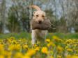 <a href="/ajaxhund.php?hund=Ravensbank%20Teddy" data-toggle="modal" data-target="#myModal" data-remote="false" >Ravensbank Teddy (Teddy)</a> i en alder af 1 år og 8 måneder gammel. <span id="copyright">&copy;Sanne Ammitzbøll, Sannes Hundecenter</span>