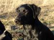 <a href="/ajaxhund.php?hund=Ravensbank%20Bob" data-toggle="modal" data-target="#myModal" data-remote="false" >Ravensbank Bob (Bob)</a> barely seven months of age. <span id="copyright">&copy;Ravensbank Labrador Retrievers</span>