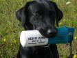 <a href="/ajaxhund.php?hund=Ravensbank%20Sexy%20Sadie" data-toggle="modal" data-target="#myModal" data-remote="false" >Ravensbank Sexy Sadie (Cindy)</a>, 15 months old. <span id="copyright">&copy;Henrik Paulsen</span>