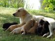 A relaxed Ivy feeding her puppies of her first litter in 2006. In the picture, they are three weeks old. <span id="copyright">&copy;Ravensbank Labrador Retrievers</span>