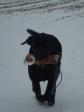 <a href="/ajaxhund.php?hund=Ravensbank%20Diva" data-toggle="modal" data-target="#myModal" data-remote="false" >Ravensbank Diva (Laika)</a>, 10 måneder gammel <span id="copyright">&copy;Hanne Hansen</span>