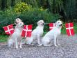 Day of celebration at Kennel Ravensbank: From the left, you see the Dam of the litter, <a href="/ajaxhund.php?hund=Tidemark%20Ivy" data-toggle="modal" data-target="#myModal" data-remote="false" >Tidemark Ivy (Ivy)</a>, behind her it is <a href="/ajaxhund.php?hund=Ravensbank%20Wagtail" data-toggle="modal" data-target="#myModal" data-remote="false" >Ravensbank Wagtail (Waggie)</a>, in the middle it is "aunt" <a href="/ajaxhund.php?hund=Tidemark%20Jill" data-toggle="modal" data-target="#myModal" data-remote="false" >Tidemark Jill (Jill)</a> and rightmost is <a href="/ajaxhund.php?hund=Ravensbank%20Robin" data-toggle="modal" data-target="#myModal" data-remote="false" >Ravensbank Robin (Robin)</a>. <span id="copyright">&copy;Ravensbank Labrador Retrievers</span>