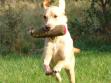 <a href="/ajaxhund.php?hund=Ravensbank%20Wagtail" data-toggle="modal" data-target="#myModal" data-remote="false" >Ravensbank Wagtail (Waggie)</a> caught in the middle of a retrieve. She is a calm and trainable dog with lots of speed and style. <span id="copyright">&copy;Ravensbank Labrador Retrievers</span>