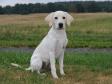 <a href="/ajaxhund.php?hund=Ravensbank%20Brandy" data-toggle="modal" data-target="#myModal" data-remote="false" >SEVCH DKSCH DKSCH(V) Ravensbank Brandy (Bamse)</a> in August 2014, where he is just five months old. <span id="copyright">&copy;Heidi Kristiansen</span>