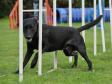You are not the least bit in doubt that <a href="/ajaxhund.php?hund=Ravensbank%20Max" data-toggle="modal" data-target="#myModal" data-remote="false" >Ravensbank Max (Freddie)</a> has great fun doing his agility stunts. <span id="copyright">&copy;<a href="http://www.hellelarsen.dk" title="Click here to be relayed to http://www.hellelarsen.dk" target="_blank">Helle Larsen</a></span>