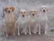Fra venstre er det <a href="/ajaxhund.php?hund=Ravensbank%20Wagtail" data-toggle="modal" data-target="#myModal" data-remote="false" >Ravensbank Wagtail (Waggie)</a>. Ved siden af hende er det <a href="/ajaxhund.php?hund=Tidemark%20Jill" data-toggle="modal" data-target="#myModal" data-remote="false" >Tidemark Jill (Jill)</a> og så er det <a href="/ajaxhund.php?hund=Tidemark%20Ivy" data-toggle="modal" data-target="#myModal" data-remote="false" >Tidemark Ivy (Ivy)</a>. Til højre er det <a href="/ajaxhund.php?hund=Ravensbank%20Robin" data-toggle="modal" data-target="#myModal" data-remote="false" >Ravensbank Robin (Robin)</a>. Billedet er taget d. 16. december 2007. Det er sjovt at se, at de to "små" nu er tydeligt større end deres mor og moster. <span id="copyright">&copy;Ravensbank Labrador Retrievers</span>