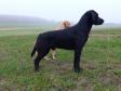 Here <a href="/ajaxhund.php?hund=Ravensbank%20Bob" data-toggle="modal" data-target="#myModal" data-remote="false" >Ravensbank Bob (Bob)</a> is out picking up and the birds are falling, while he calmly enjoys the shooting. <span id="copyright">&copy;Ravensbank Labrador Retrievers</span>