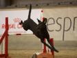 <a href="/ajaxhund.php?hund=Ravensbank%20Max" data-toggle="modal" data-target="#myModal" data-remote="false" >Ravensbank Max (Freddie)</a> at the World Agility Open Championship 2012. <span id="copyright">&copy;WP, World Agility Open, 2012</span>