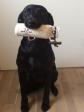 <a href="/ajaxhund.php?hund=Ravensbank%20Ice" data-toggle="modal" data-target="#myModal" data-remote="false" >Ravensbank Ice (Maggie)</a> with fine winner place on her debut in intermediate class Working Test <span id="copyright">&copy;Niclas Helskov</span>
