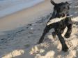 A lovely picture from a summers day on the beach, and a playful <a href="/ajaxhund.php?hund=Ravensbank%20Queen%20Guinevere" data-toggle="modal" data-target="#myModal" data-remote="false" >Ravensbank Queen Guinevere (Genie)</a>. <span id="copyright">&copy;Marianne Graversen</span>