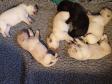 Hollys hvalpe i 2020 - 10 dage gamle. <span id="copyright">&copy;Ravensbank Labrador Retrievers</span>