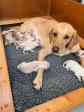 <a href="/ajaxhund.php?hund=Greenfox%20Cloud" data-toggle="modal" data-target="#myModal" data-remote="false" >Greenfox Cloud (Ruby)</a> with her litter of 10 pups born 17-06-2026. <span id="copyright">&copy;S. & B. Hammett</span>