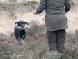 Ms. Anne Iversen and <a href="/ajaxhund.php?hund=Ravensbank%20Donna" data-toggle="modal" data-target="#myModal" data-remote="false" >Ravensbank Donna (Bibs)</a> at unofficial cold game test, where they became 1st winner. Bibs is 5 years and 5 months old. <span id="copyright">&copy;<a href="http://www.sanneshundecenter.dk/" title="Click here to be relayed to http://www.sanneshundecenter.dk/" target="_blank">Sanne Amnnitzbøll</a></span>