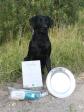 <a href="/ajaxhund.php?hund=Ravensbank%20Sir%20Kay" data-toggle="modal" data-target="#myModal" data-remote="false" >Ravensbank Sir Kay (Tino)</a> on the day where he passes the qualification test, and continues with a first prize and best dog on the day in intermediate class at cold game test. <span id="copyright">&copy;Charlotte Rasmussen</span>