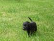 <a href="/ajaxhund.php?hund=Ravensbank%20King%20Arthur" data-toggle="modal" data-target="#myModal" data-remote="false" >Ravensbank King Arthur (Tico)</a> - fem uger gammel. <span id="copyright">&copy;Ravensbank Labrador Retrievers</span>