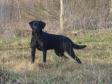 <a href="/ajaxhund.php?hund=Ravensbank%20Bob" data-toggle="modal" data-target="#myModal" data-remote="false" >Ravensbank Bob (Bob)</a> caught in a star moment.Bob er 2 years and 7 months på dette billede. <span id="copyright">&copy;Ravensbank Labrador Retrievers</span>
