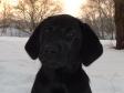 First picture of <a href="/ajaxhund.php?hund=Ravensbank%20Jock" data-toggle="modal" data-target="#myModal" data-remote="false" >Ravensbank Jock (Jock)</a>. He is 10 weeks old. <span id="copyright">&copy;Ravensbank Labrador Retrievers</span>