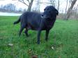 Now the whelping is approaching. <a href="/ajaxhund.php?hund=Ravensbank%20Flo" data-toggle="modal" data-target="#myModal" data-remote="false" >Ravensbank Flo (Flo)</a> is less than one week from having her fourth litter. <span id="copyright">&copy;Ravensbank Labrador Retrievers</span>